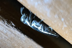 Agrilus bilineatus