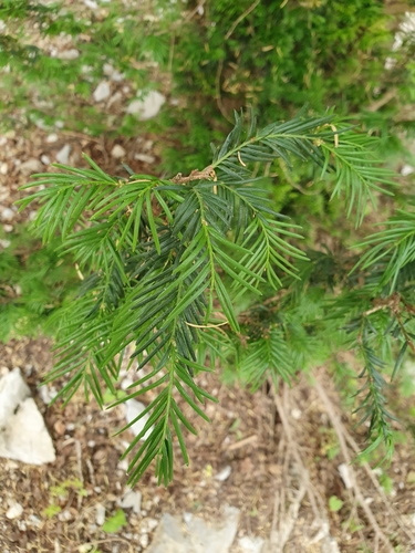 Taxus image