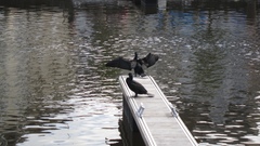 Phalacrocorax carbo