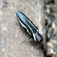 Agrilus bilineatus