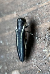 Agrilus bilineatus