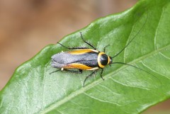 Hemithyrsocera vittata