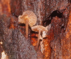 Collybia eucalyptorum