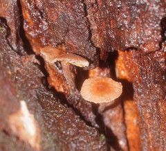 Collybia eucalyptorum