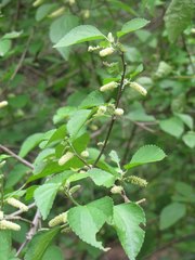 Acalypha fruticosa
