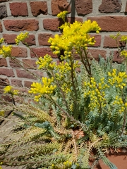 Petrosedum orientale