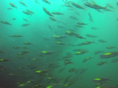 Pterocaesio randalli