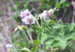 Geranium reinii