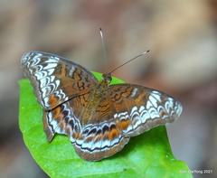 Lebadea martha parkeri