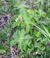 Geranium reinii