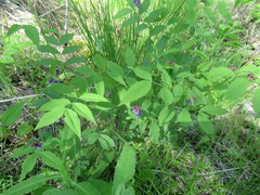 Vicia venosa baicalensis