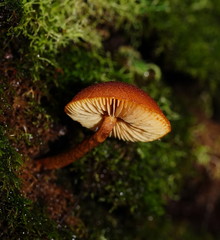 Gymnopilus ferruginosus