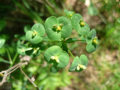 Euphorbia microcarpa
