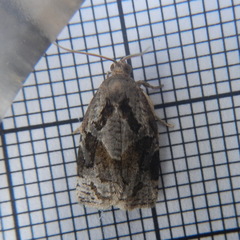 Archips grisea