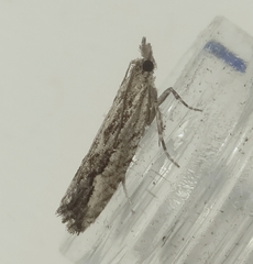 Strepsicrates ejectana