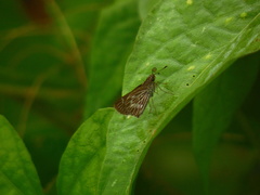 Vehilius stictomenes stictomenes