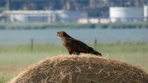 Milano negro (Milvus migrans)