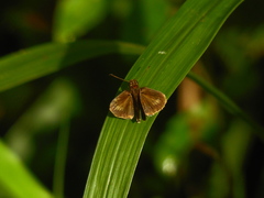 Vehilius stictomenes stictomenes