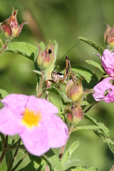 Eupholidoptera smyrnensis