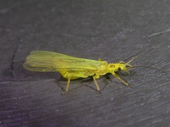 Isoperlinae