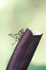 Eupholidoptera smyrnensis