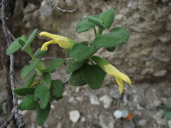 Salvia aspera