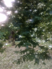 Styphnolobium japonicum