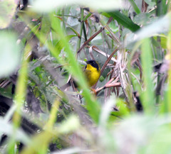 Olive-Crowned Yellowthroat photo 2