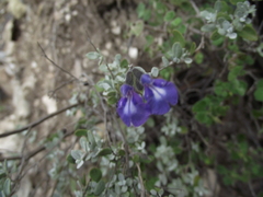 Salvia thymoides