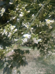 Styphnolobium japonicum