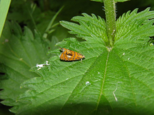 Raštuotasis Oletreutas