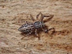 Adoxotoma nodosa