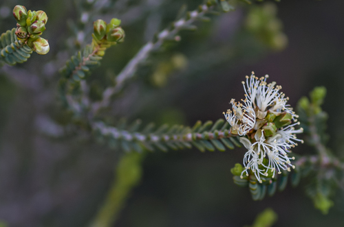 Melaleuca sheathiana