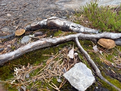 Lentinus substrictus