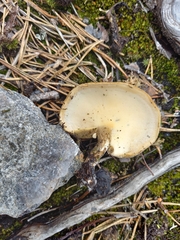 Lentinus substrictus