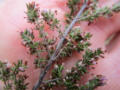 Erica vallis-fluminis