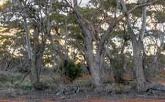 Eucalyptus lesouefii