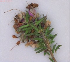 Erica vallis-fluminis