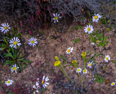 Brachyscome iberidifolia