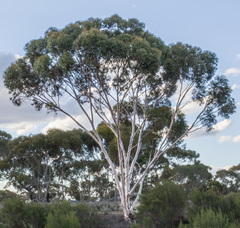 Eucalyptus salicola