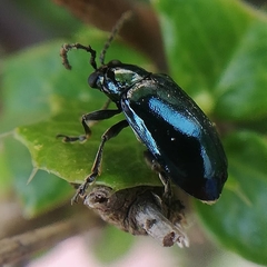 Alticina
