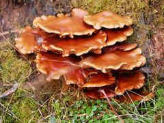 Armillaria luteobubalina