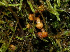 Armillaria luteobubalina