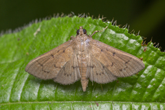 Phostria