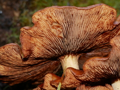 Armillaria luteobubalina