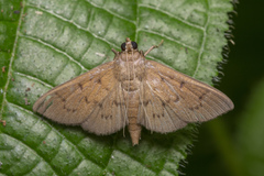 Phostria