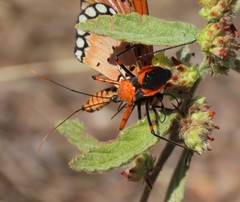 Poecilobdallus formosus