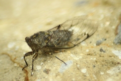 Amphipsalta cingulata