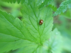 Chrysolina polita