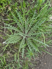 Cirsium flodmanii